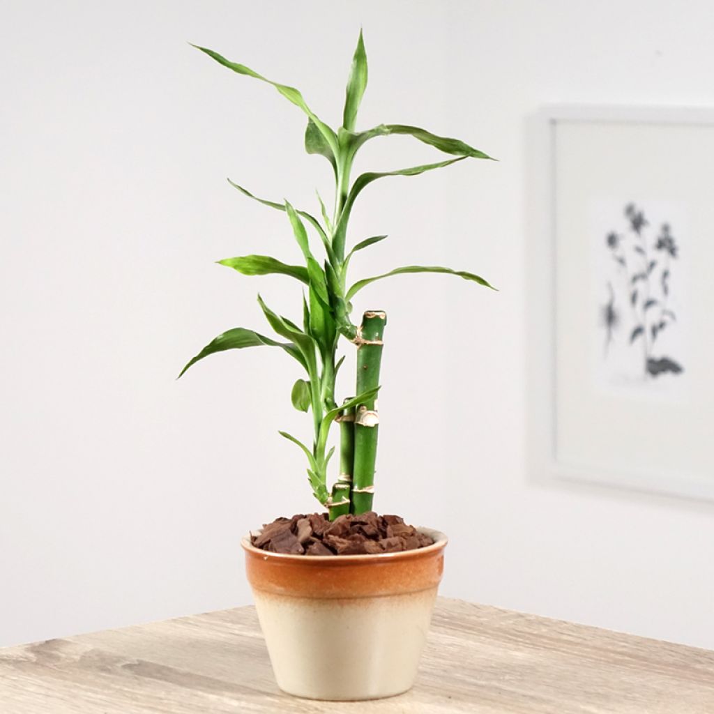 Lucky bamboo - Dracaena sanderiana