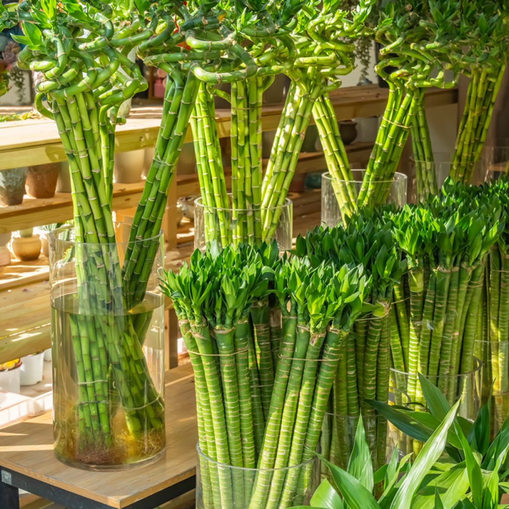 Lucky bamboo - Dracaena sanderiana