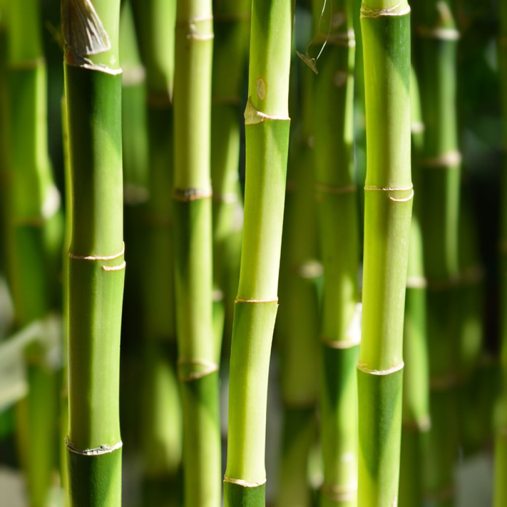Lucky bamboo - Dracaena sanderiana