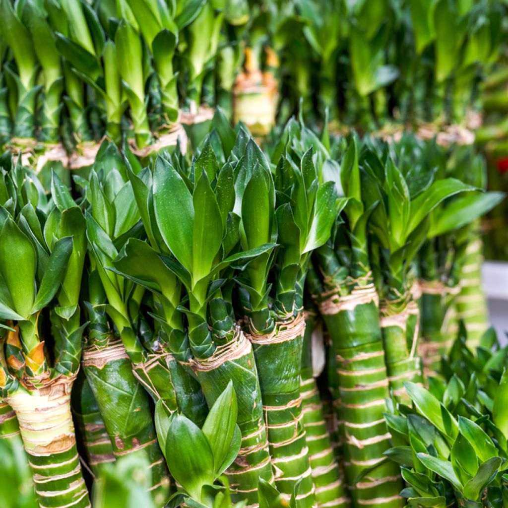 Lucky bamboo - Dracaena sanderiana