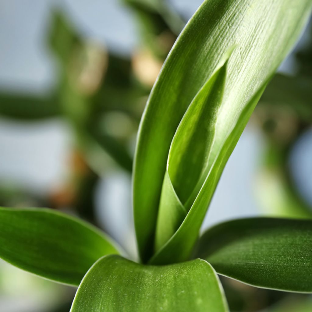 Lucky bamboo - Dracaena sanderiana
