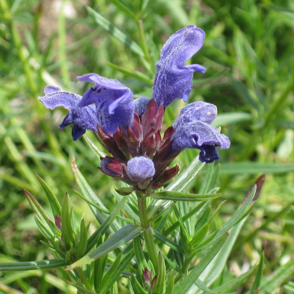 Dracocephalum ruyschiana