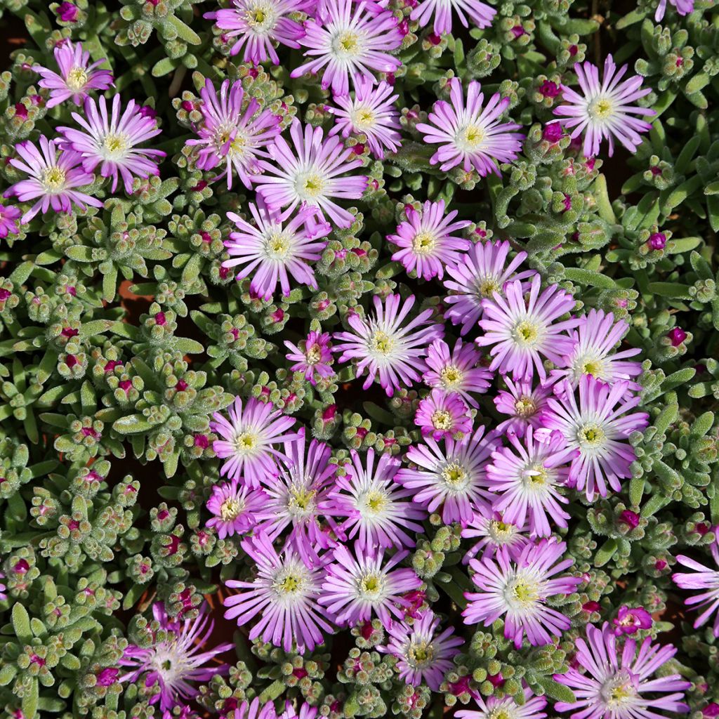 Drosanthemum hispidum