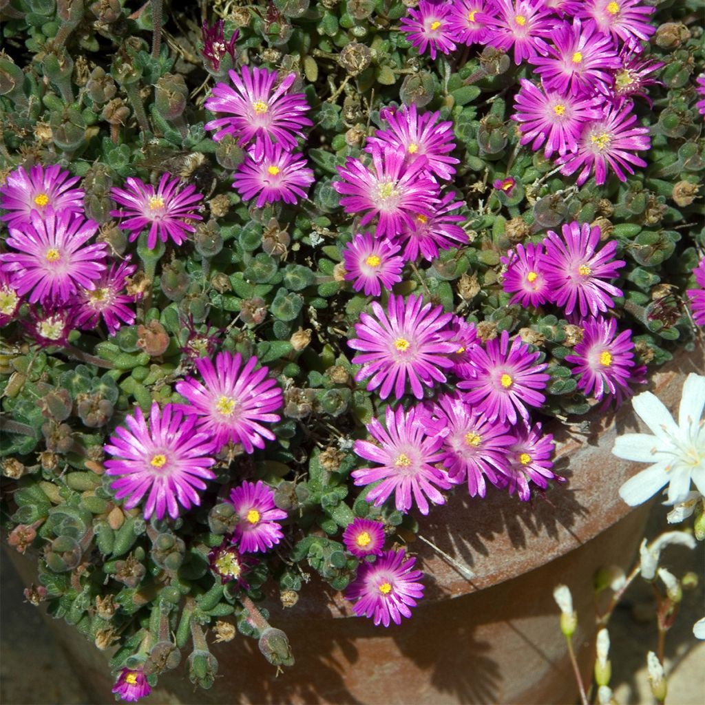 Drosanthemum hispidum - Grain de riz