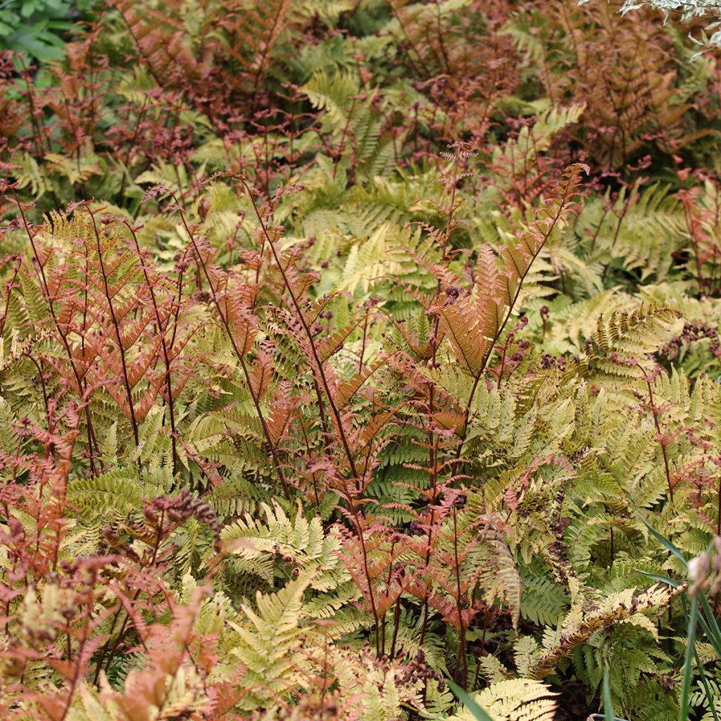 Dryopteris erythrosora - Copper Fern