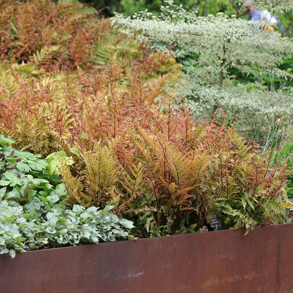 Dryopteris erythrosora - Copper Fern