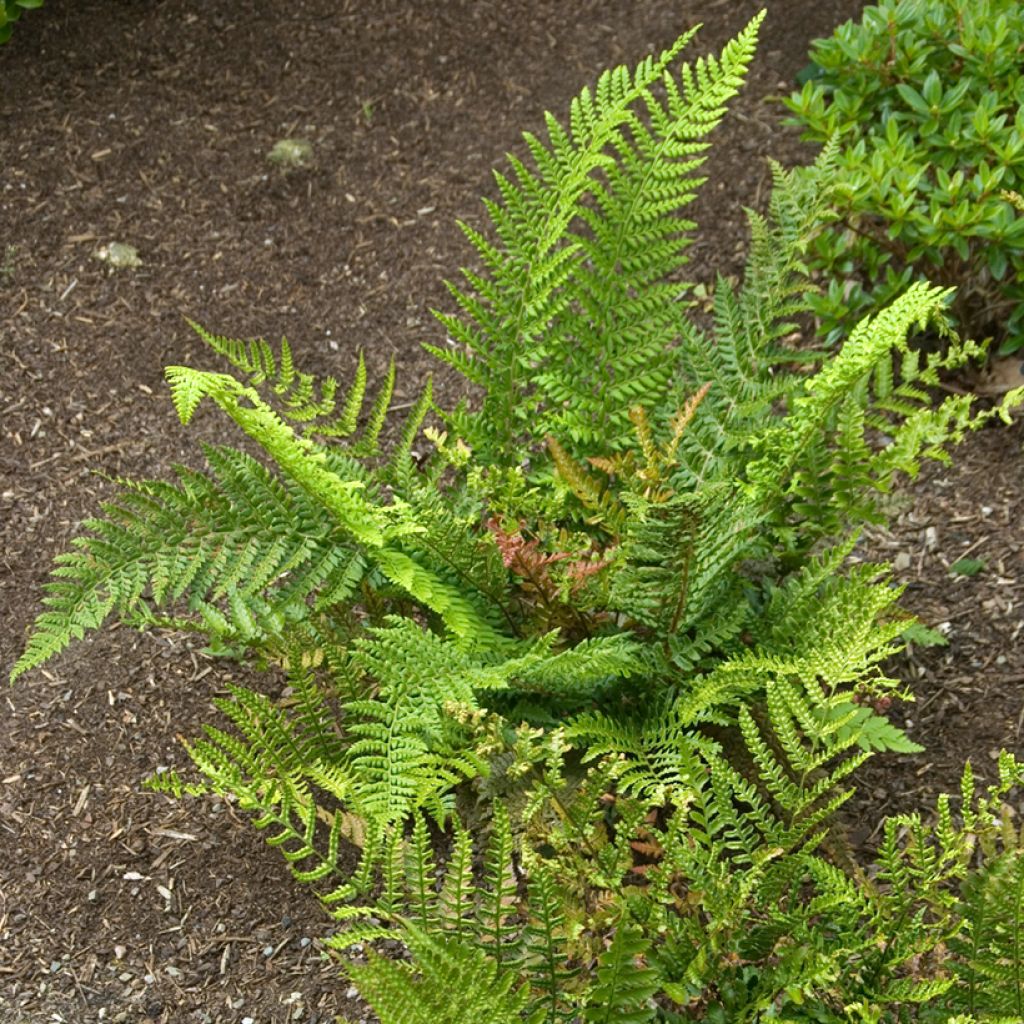 Dryopteris erythrosora Prolifica - Copper Fern