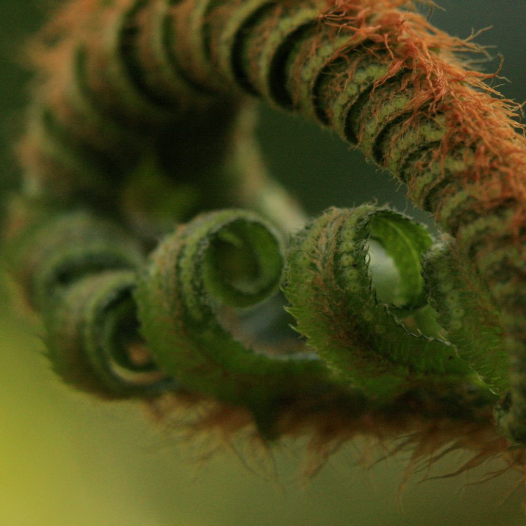 Fougère, Dryopteris filix-mas Crispa Cristata