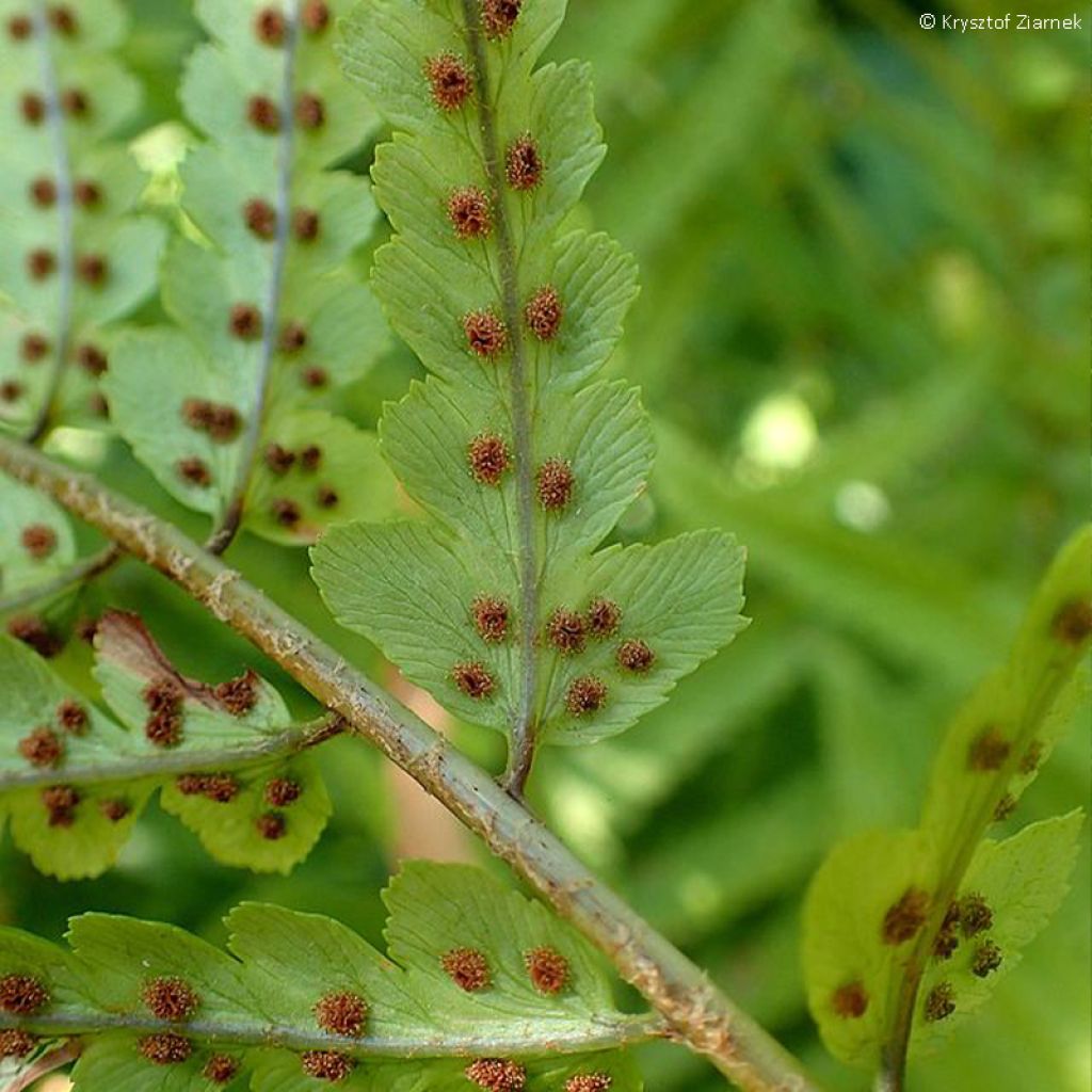 Dryopteris tokyoensis - Fougère