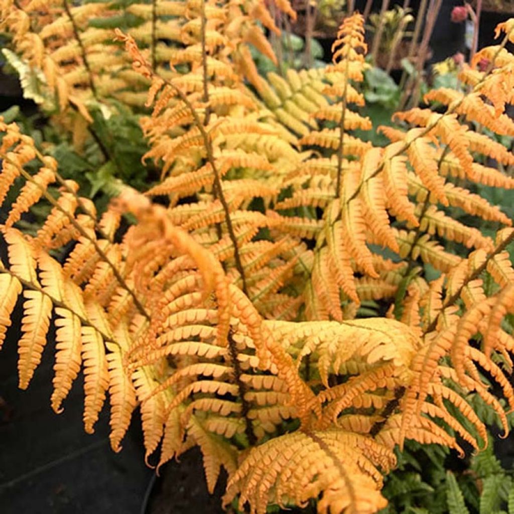 Dryopteris wallichiana Jurassic Gold - Fougère de Wallich cuivrée