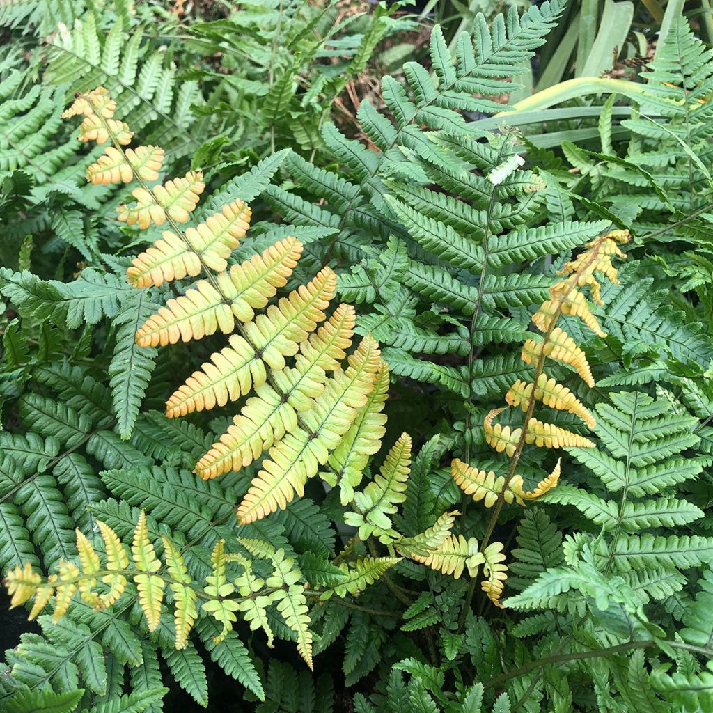 Dryopteris wallichiana Jurassic Gold - Fougère