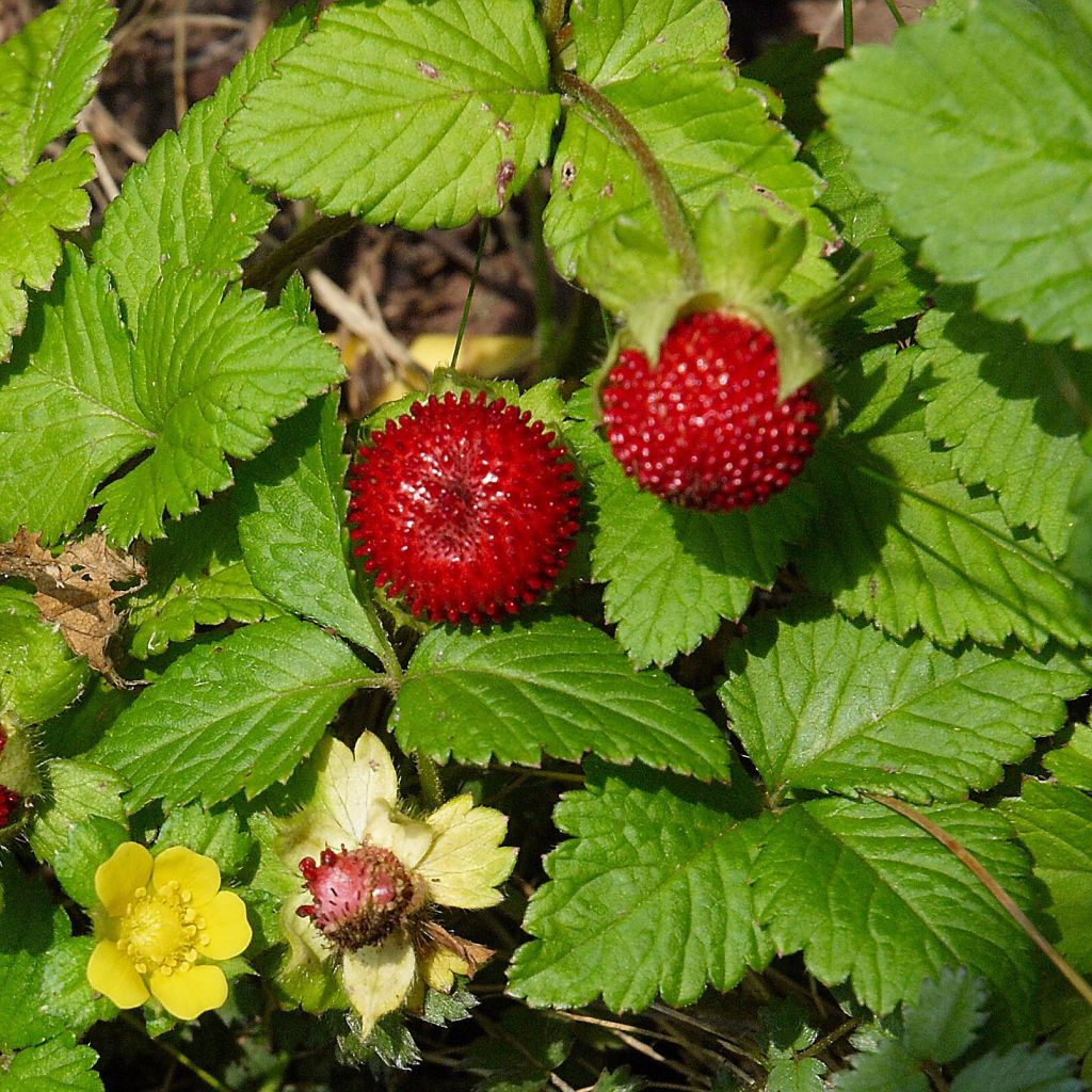 Duchesnea indica - Fraisier des Indes