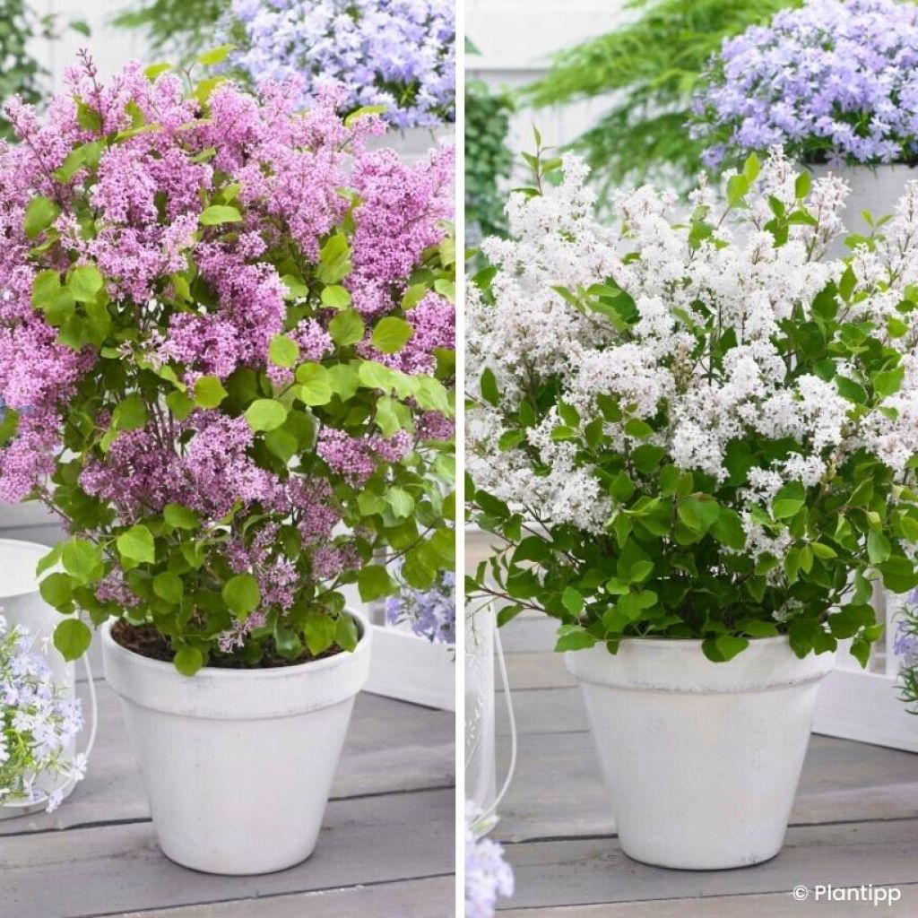 Dwarf Lilac Duo