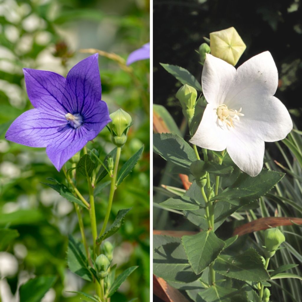 Duo of White and Blue Platycodon