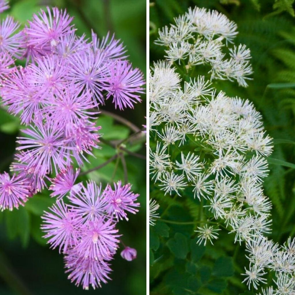 Two Thalictrums - aquilegiifolium and aquilegiifolium Album