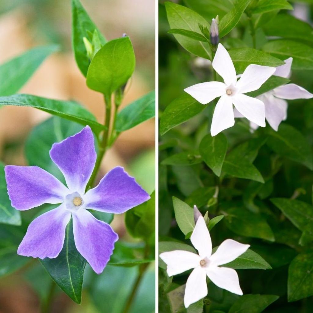 A pair of periwinkles, Vinca major and Vinca Major Alba