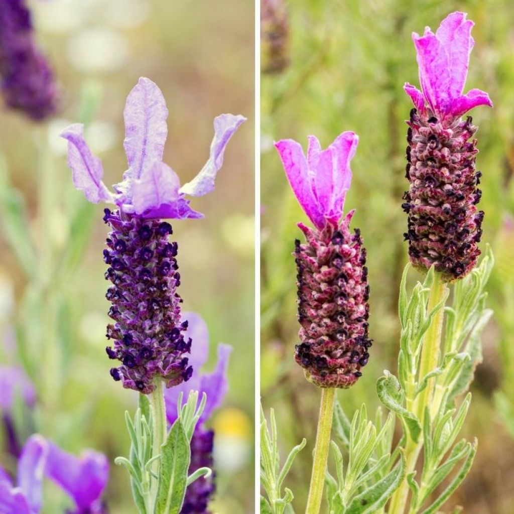 Lavandula stoechas and L. stoechas 'The Princess'