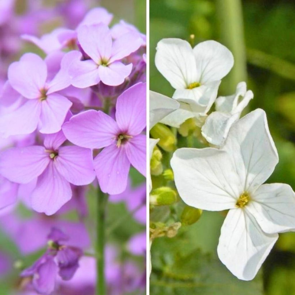 Lunaria annua and l. annua 'Alba'