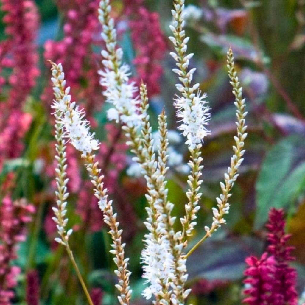 Contrasting duo of Persicaria amplexicaulis Blackfield and Alba