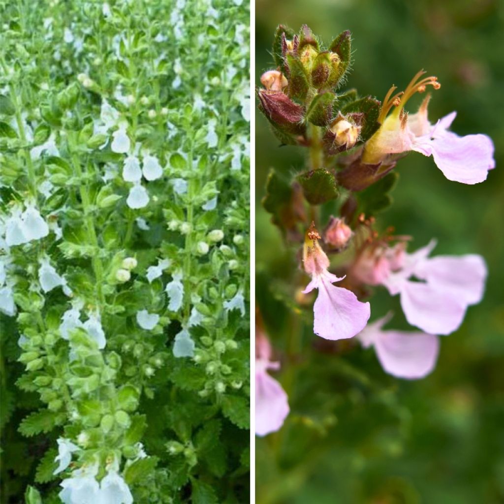 Teucrium chamaedrys and Teucrium chamaedrys Alba