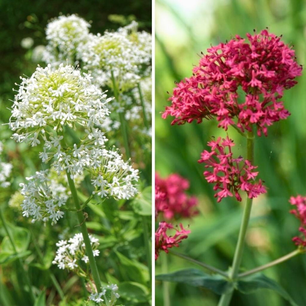 Centranthus ruber and Centranthus Albus