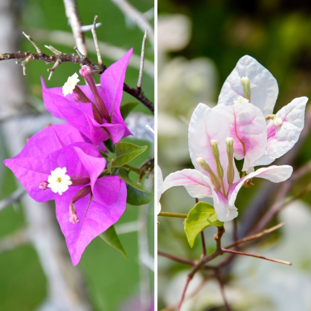 Duo of Bougainvilleas - Paperflower