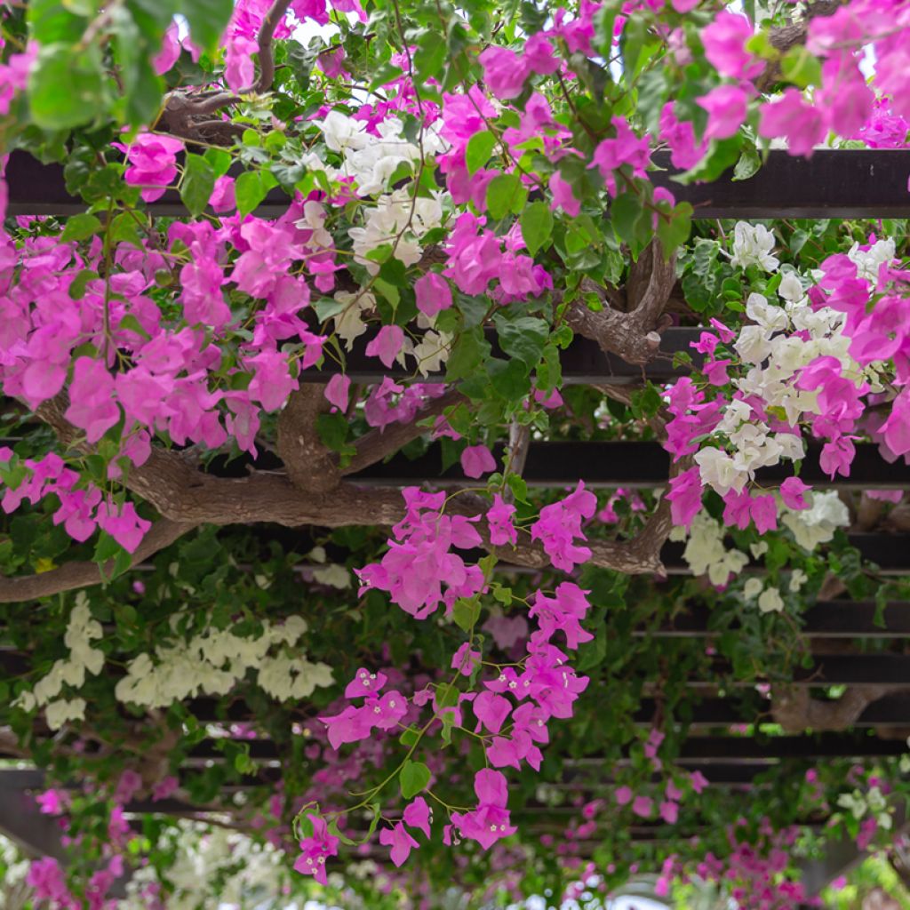 Duo of Bougainvilleas - Paperflower