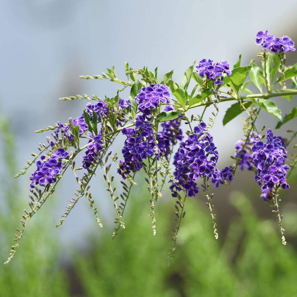 Duranta repens ou erecta - Vanillier de Cayenne