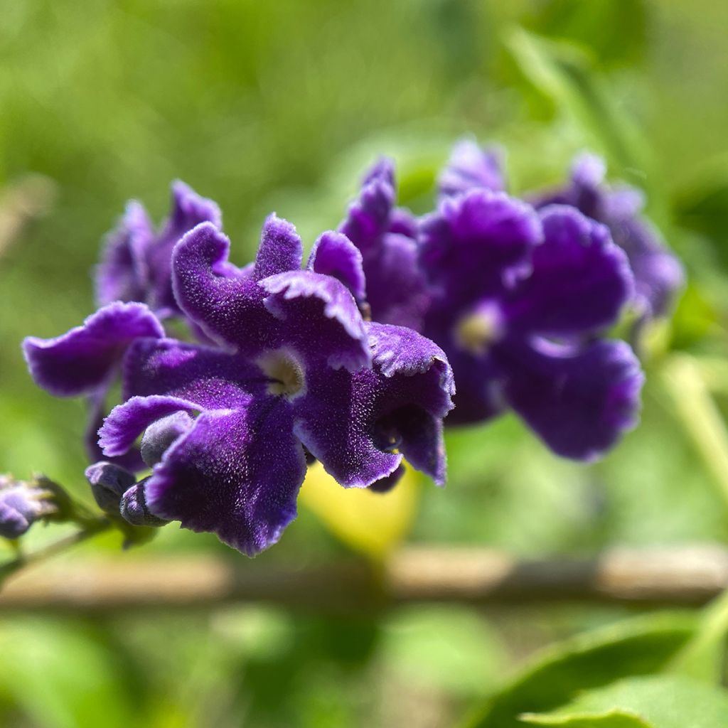 Duranta repens ou erecta - Vanillier de Cayenne