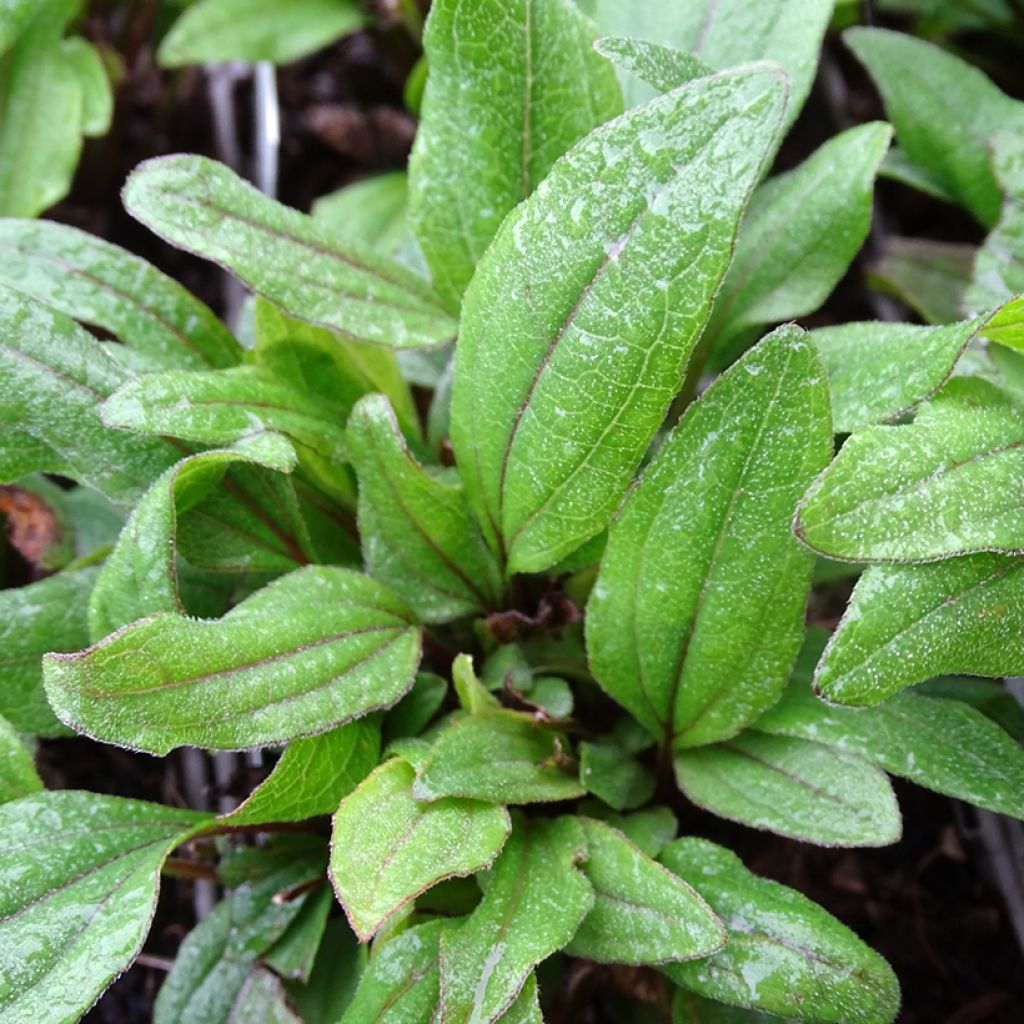 Echinacea purpurea 'Kismet Red'