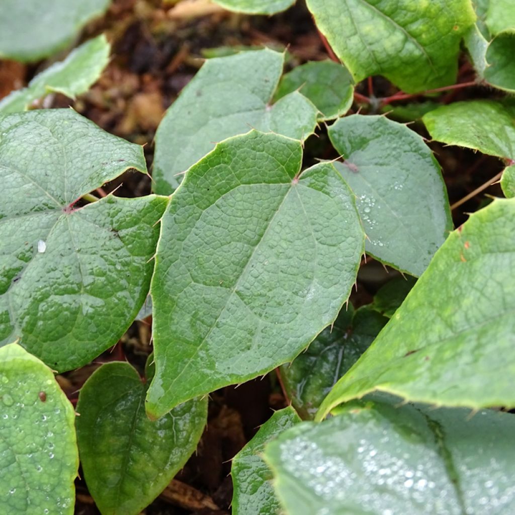 Epimedium brachyrrhizum - Fleur des Elfes