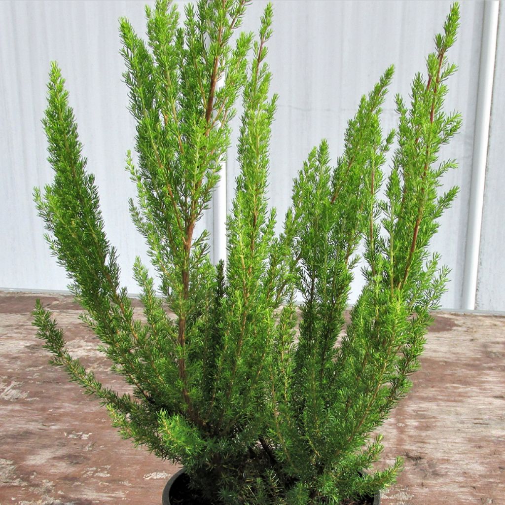 Erica arborea Alpina - Tree Heath