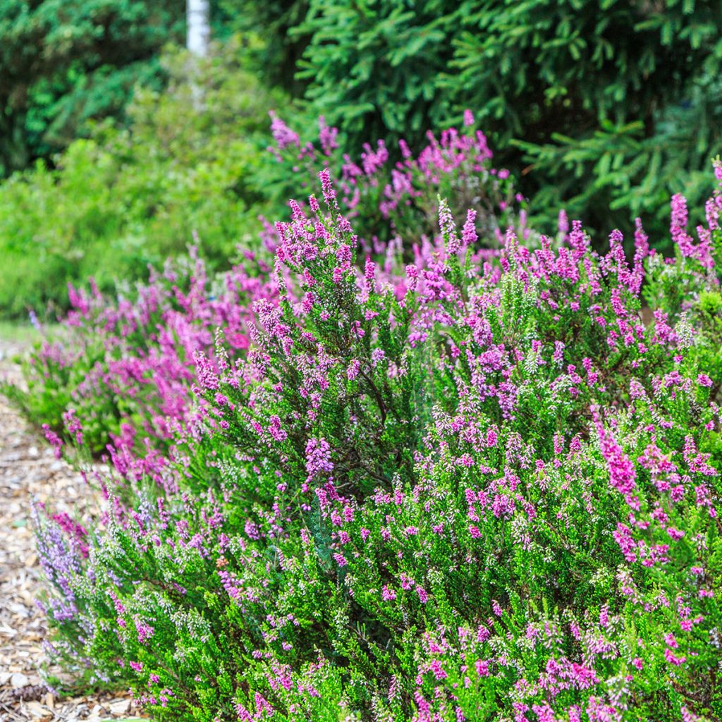 Erica carnea f. aureifolia Foxhollow - Winter Heath