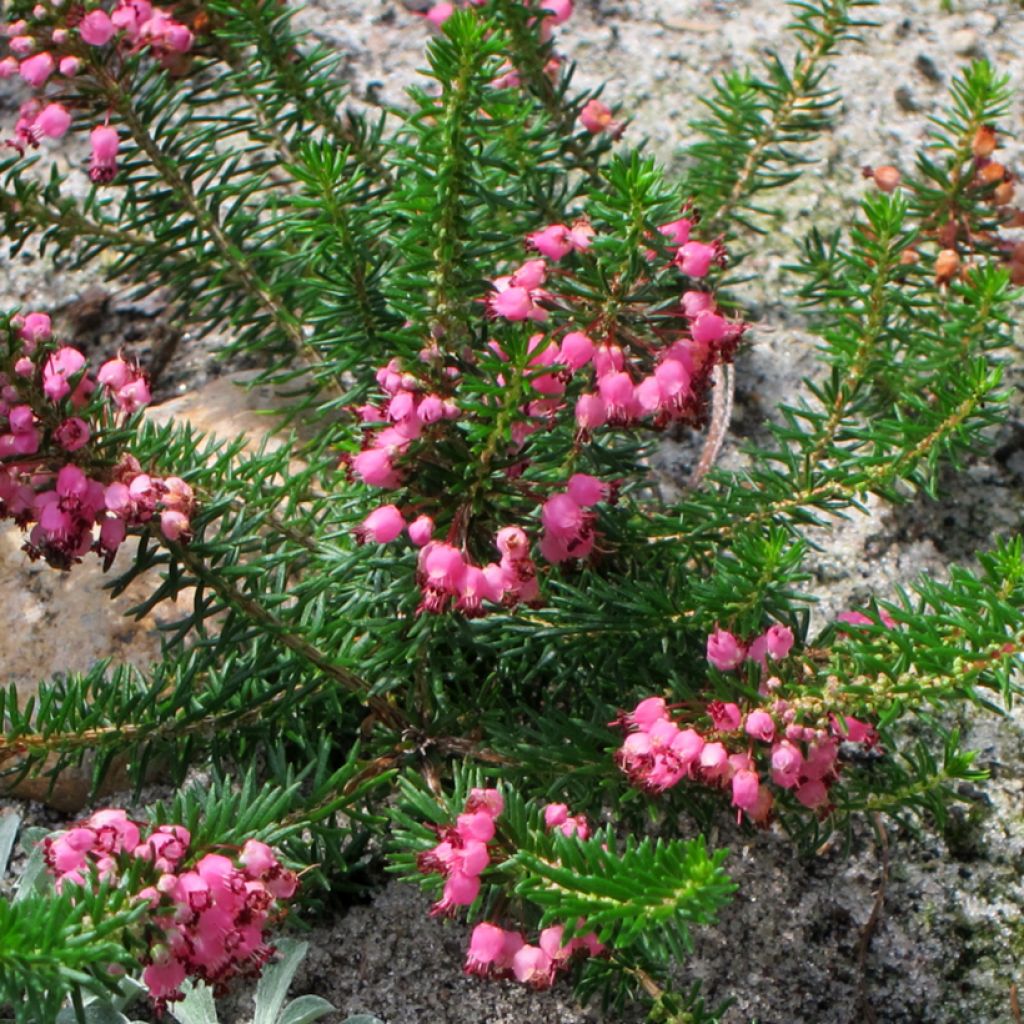 Erica vagans Mrs D.F. Maxwell - Cornish Heath