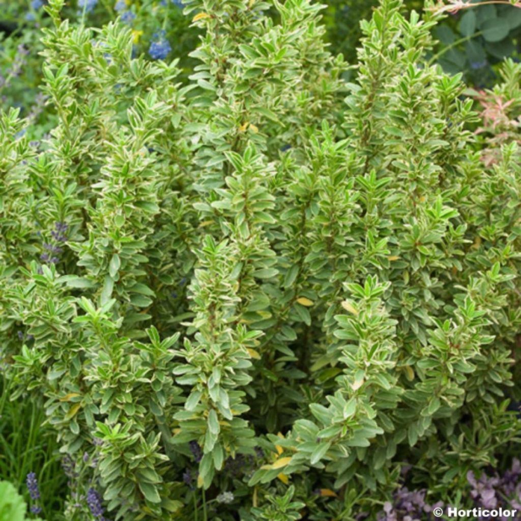 Euonymus japonicus Microphyllus Albovariegatus - Fusain du Japon