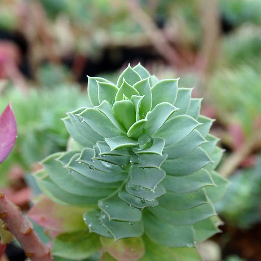 Euphorbia myrsinites - Euphorbe de Corse