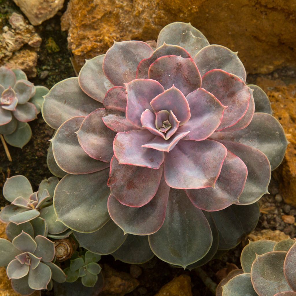 Echeveria Perle Von Nürnberg