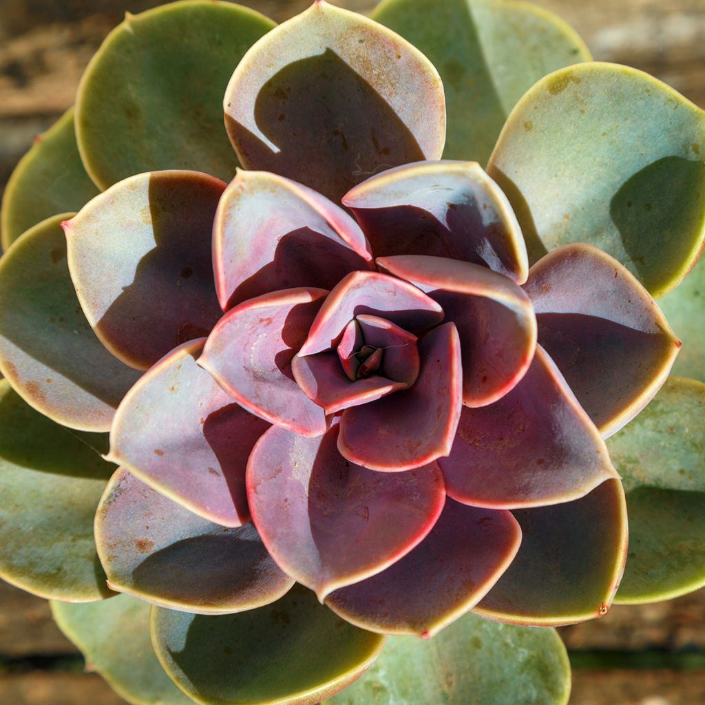 Echeveria Perle Von Nürnberg