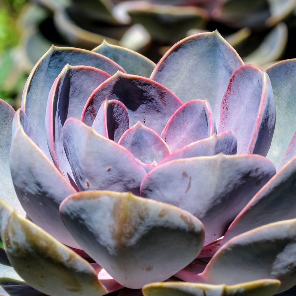 Echeveria Perle Von Nürnberg