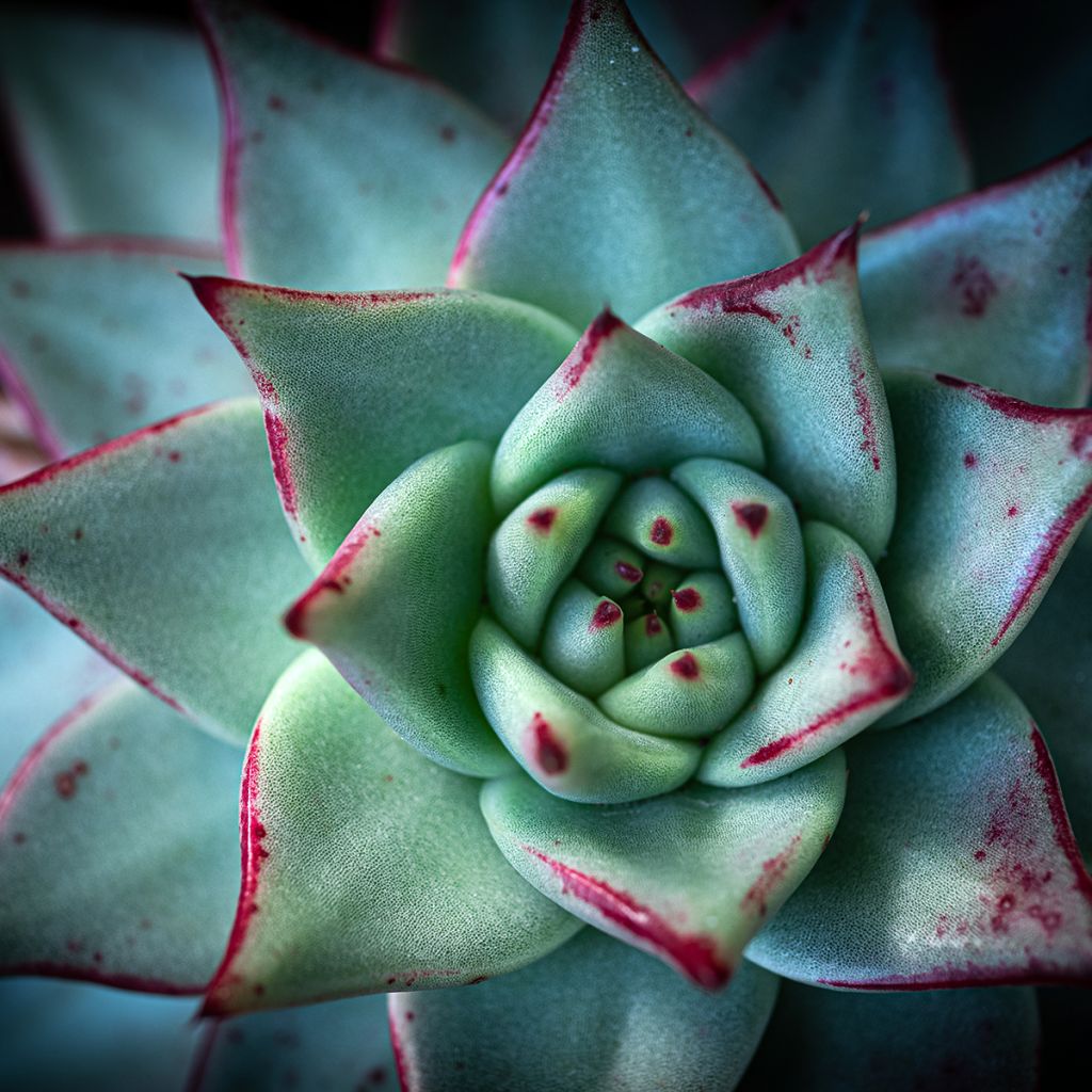 Echeveria agavoides Ebony