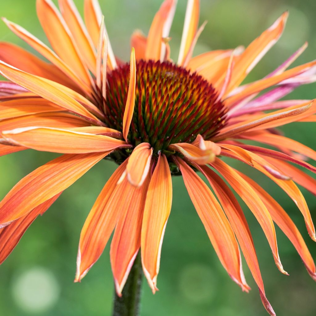 Echinacea Arts Pride - Purple Coneflower