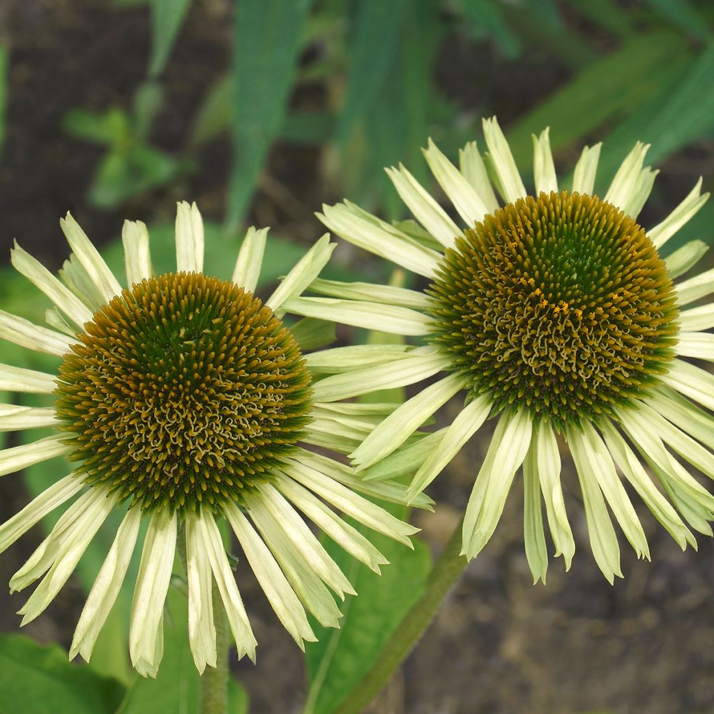 Echinacea purpurea Avalanche - Purple Coneflower