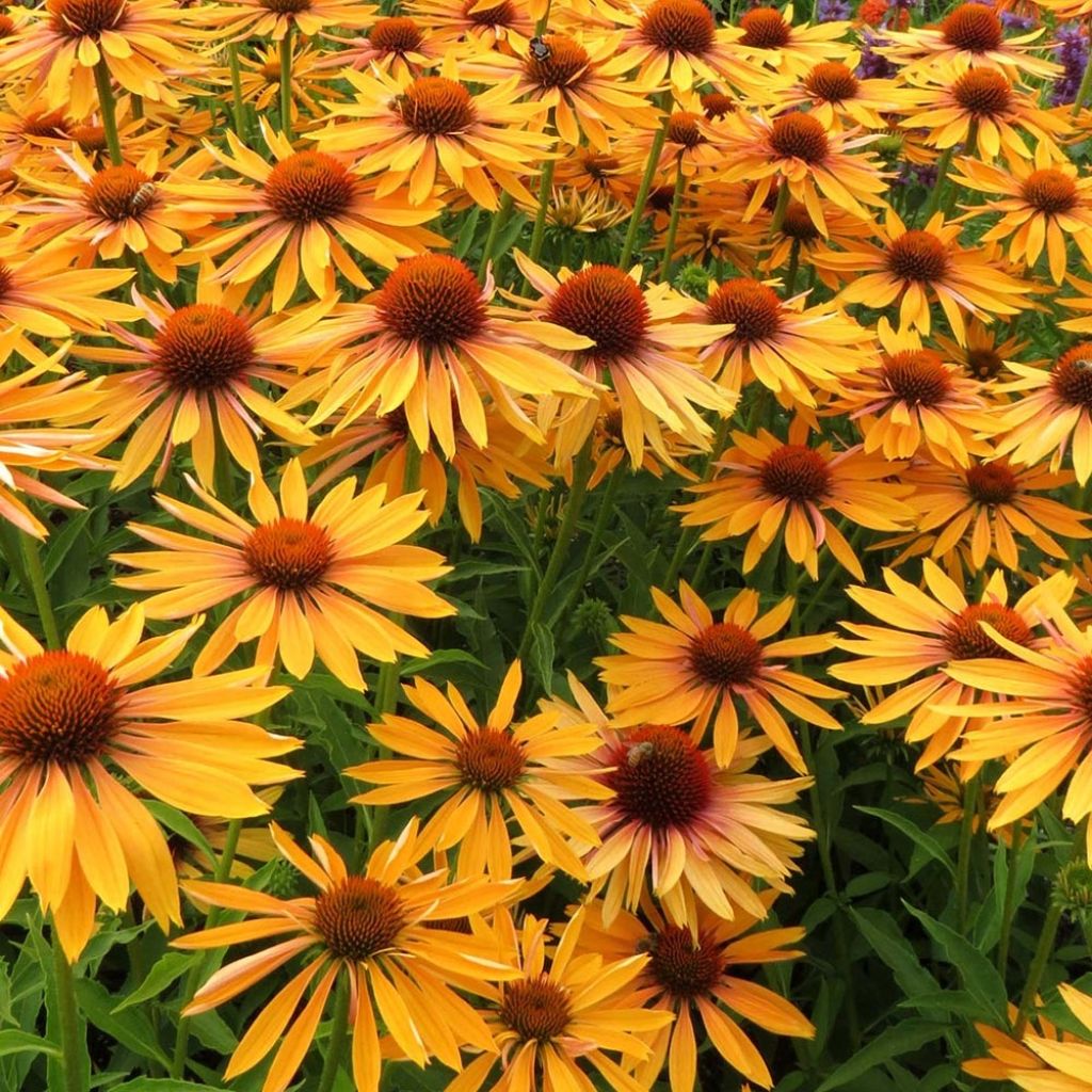 Echinacea purpurea Big Kahuna - Purple Coneflower