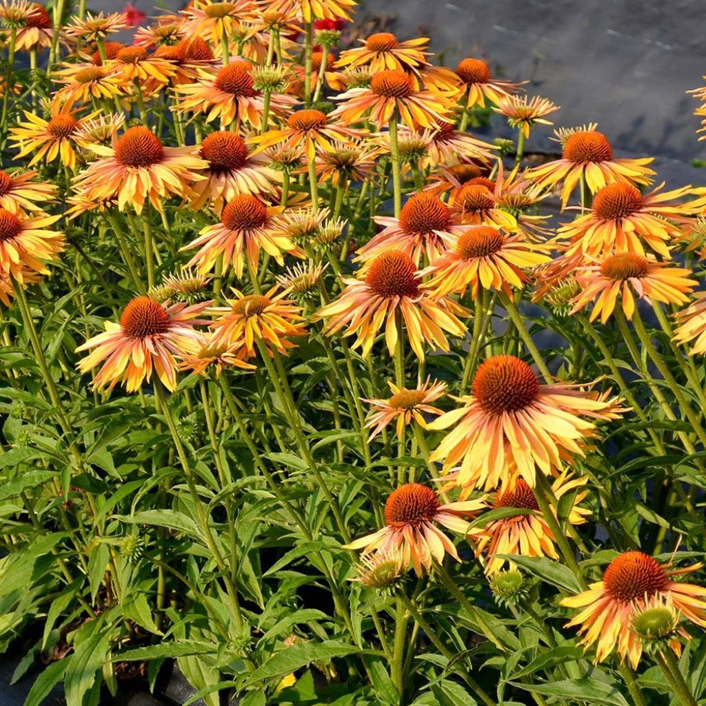 Echinacea purpurea Big Kahuna - Purple Coneflower