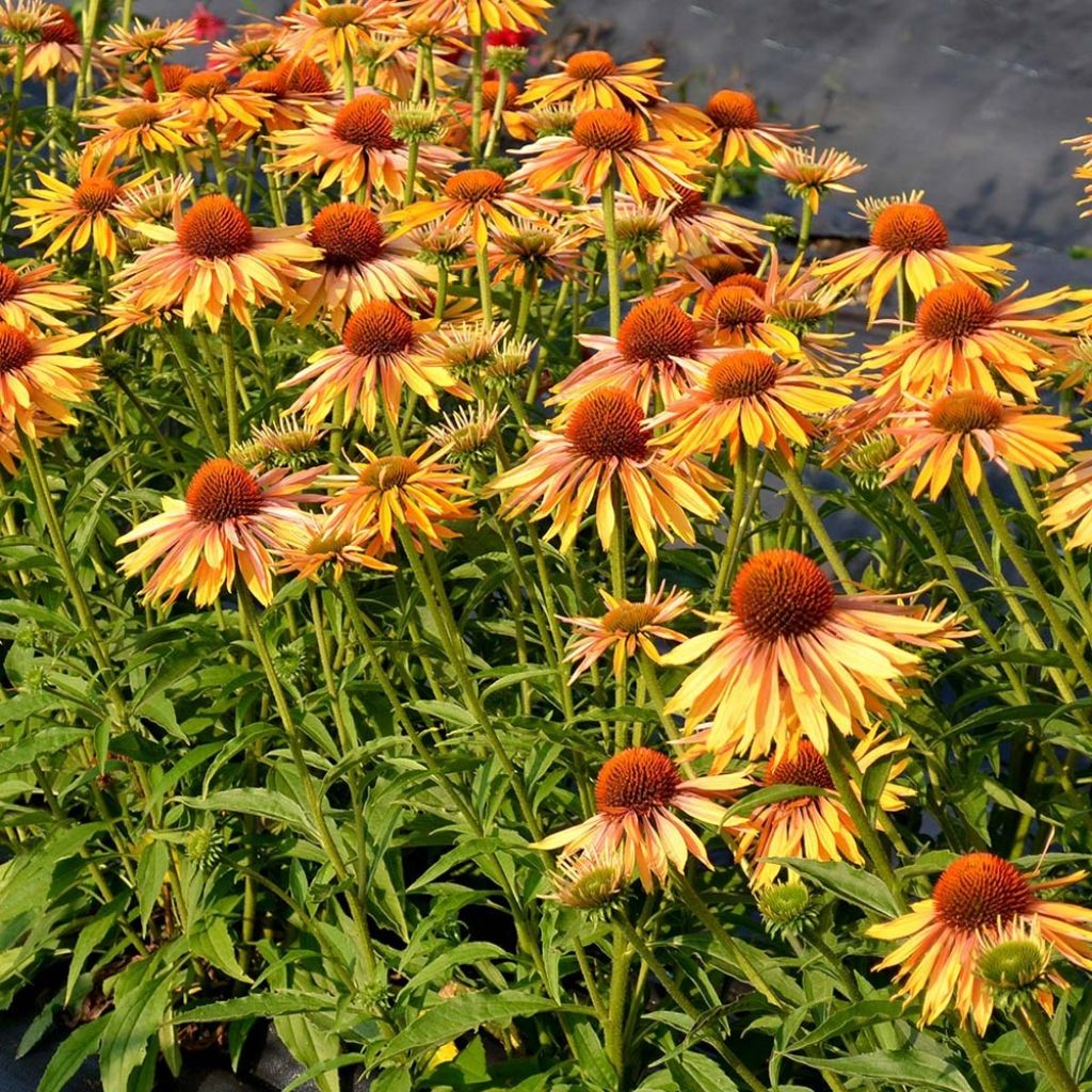 Echinacea Big Kahuna - Rudbeckia hybride