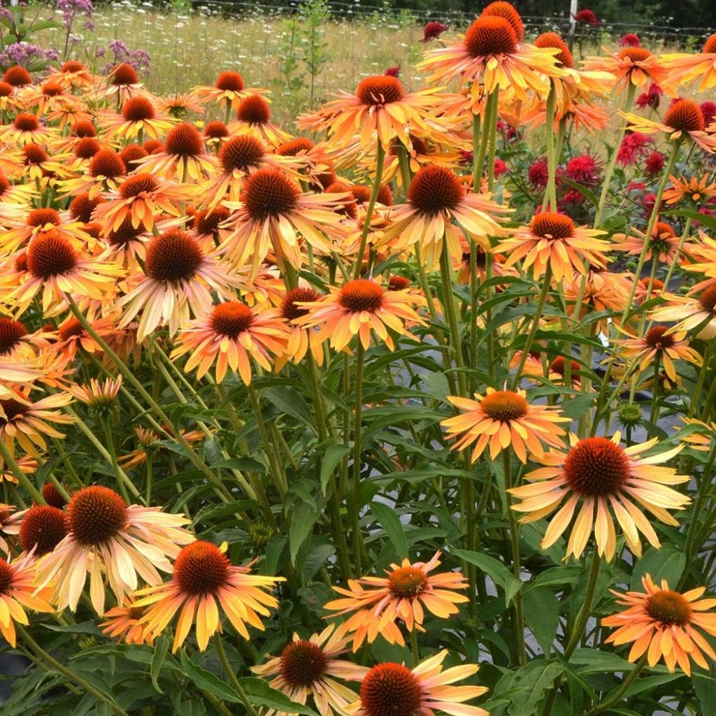 Echinacea purpurea Big Kahuna - Purple Coneflower