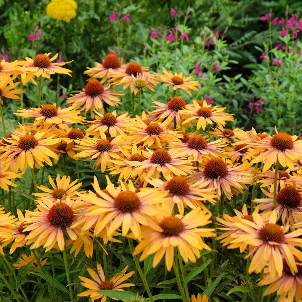 Echinacea purpurea Big Kahuna - Purple Coneflower