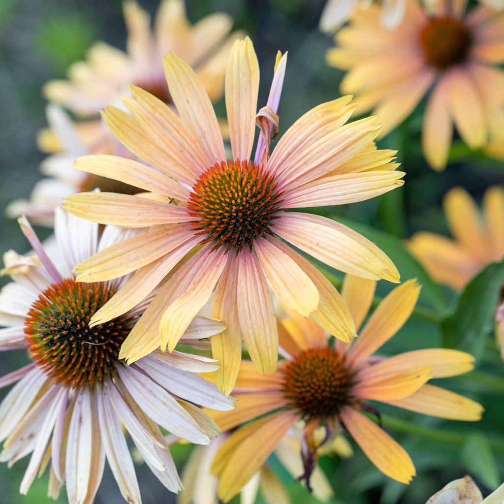 Echinacea purpurea Big Kahuna - Purple Coneflower