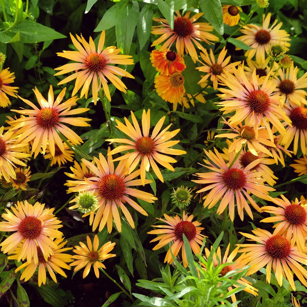 Echinacea purpurea Big Kahuna - Purple Coneflower