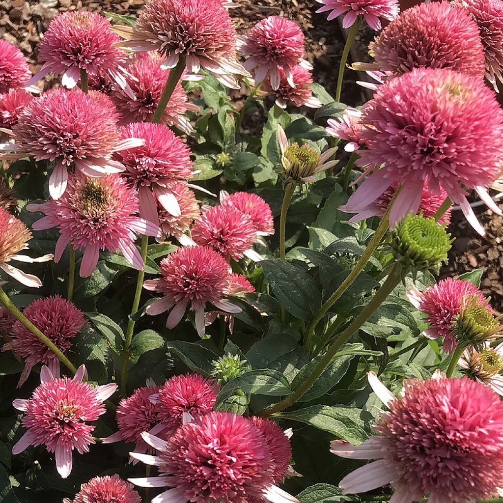 Echinacea purpurea Butterfly Kisses - Purple Coneflower